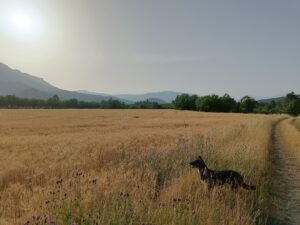 champs petit epeautre haute provence